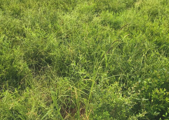 ウイングベルのヘナ畑の写真