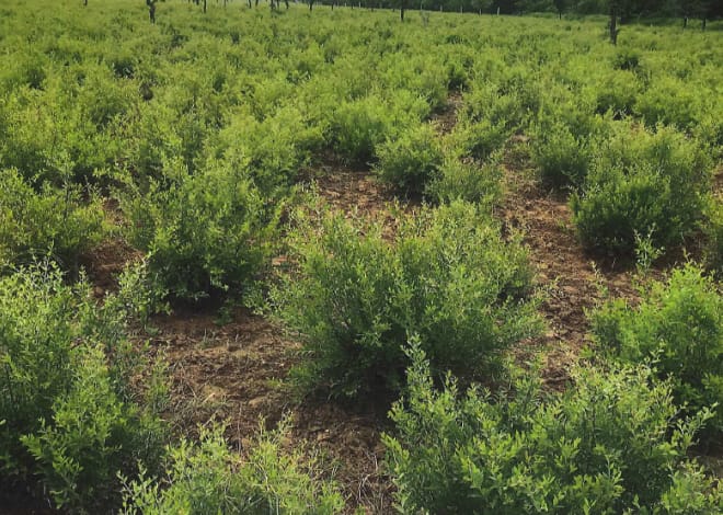 ウイングベルのヘナ畑の写真