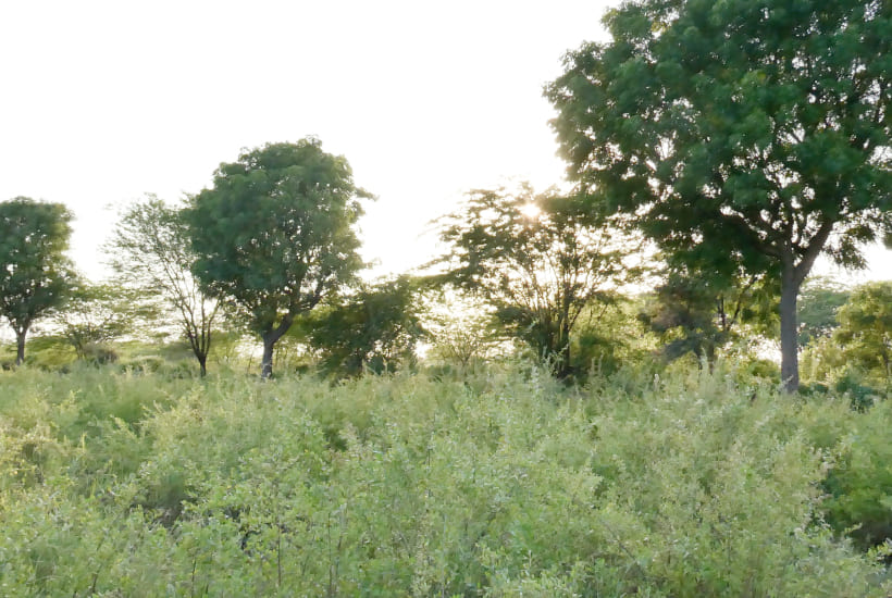 ヘナの栽培現場写真